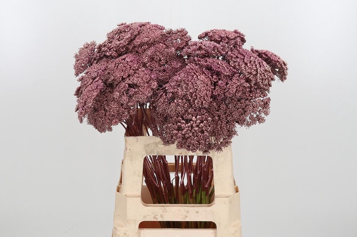 <h4>Ammi Zaad Kl Bh Rose Goud</h4>