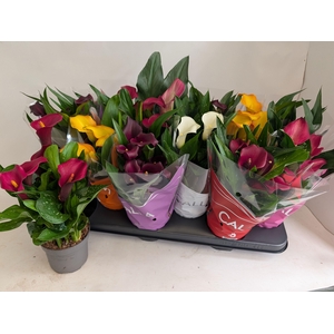 ZANT GEM