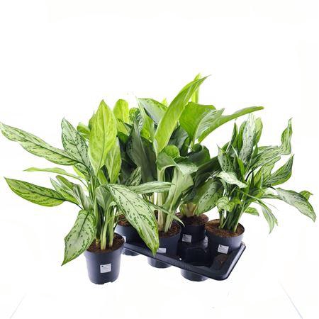Aglao Gemengd P17