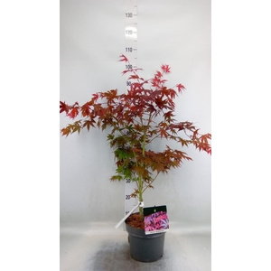Acer palmatum 'Atropurpureum'