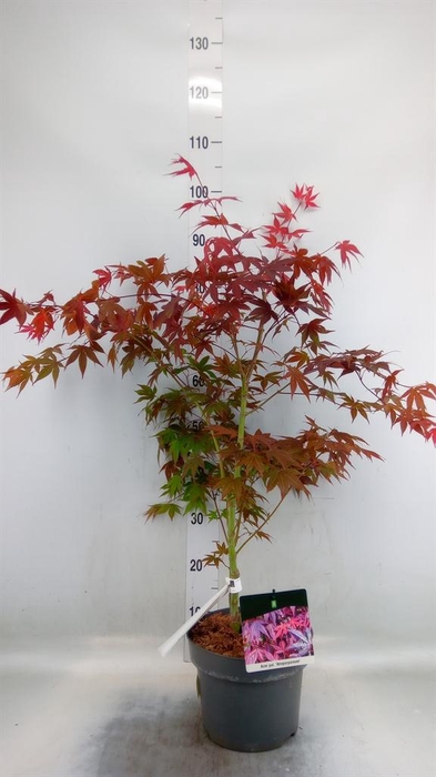 <h4>Acer palmatum 'Atropurpureum'</h4>