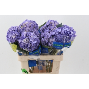 Hydr Lavendel Tinted Sel