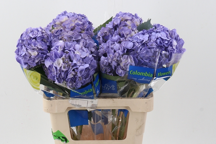 <h4>Hydr Klb Lavender Select</h4>