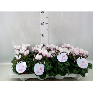 Cyclamen KL 'Odora White'