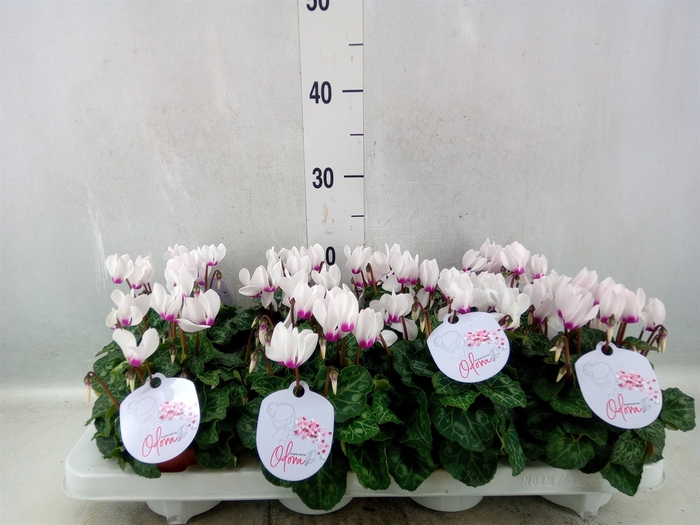 Cyclamen KL 'Odora White'