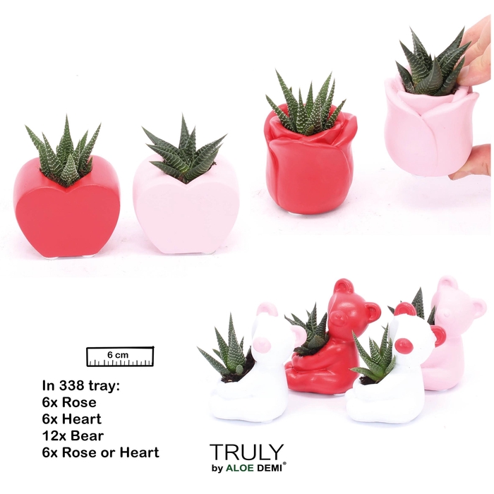 <h4>TRULY Succulent, Love mix mini</h4>