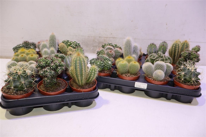 <h4>arr8 Cactus Gem</h4>