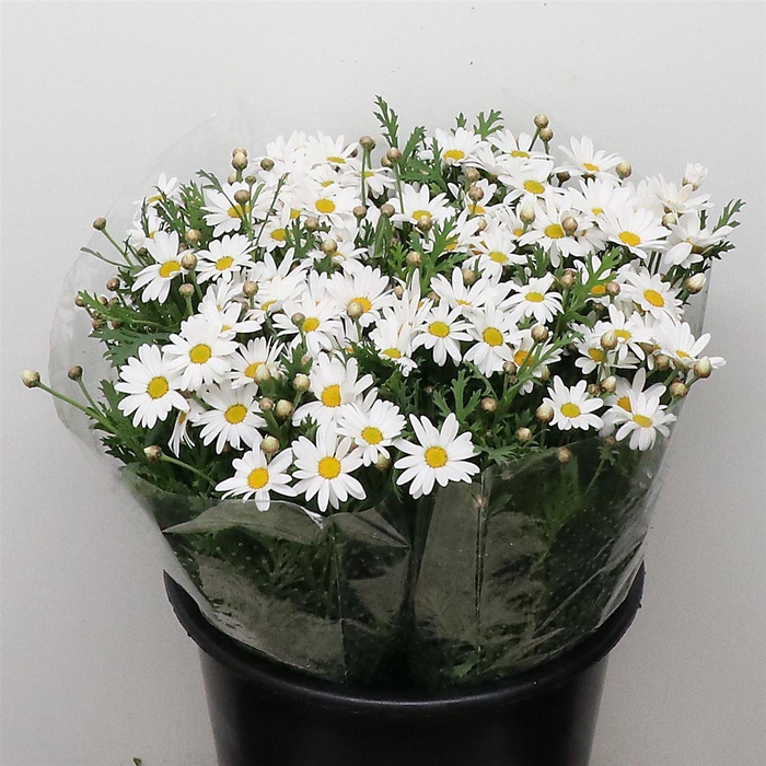 <h4>Margriet P Stem</h4>