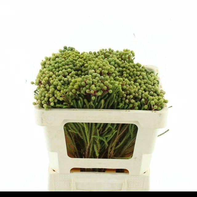 <h4>BERZ ABROTANOIDES</h4>