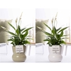 Spathiphyllum in P&PURE Plant Vase Maxima ass. 2