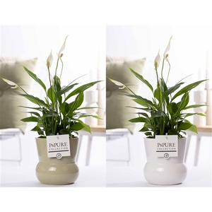 Spathiphyllum in P&PURE Plant Vase Maxima ass. 2