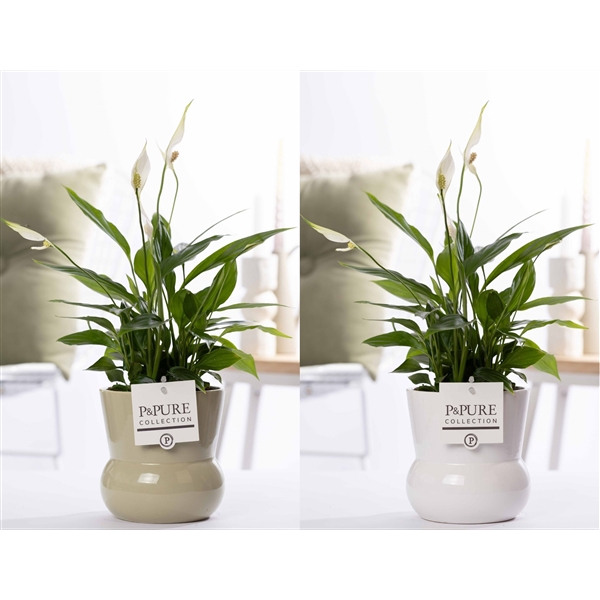 <h4>Spathiphyllum in P&PURE Plant Vase Maxima ass. 2</h4>