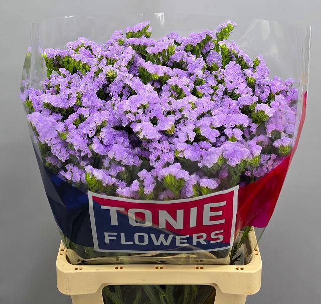 <h4>LIM S TONIE LAVENDER</h4>