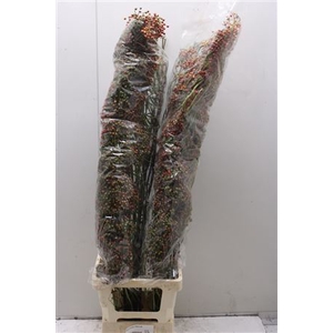 Rosa Corallo 120cm Rood
