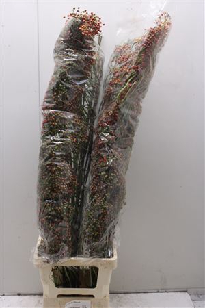 <h4>Rosa Corallo 120cm Rood</h4>
