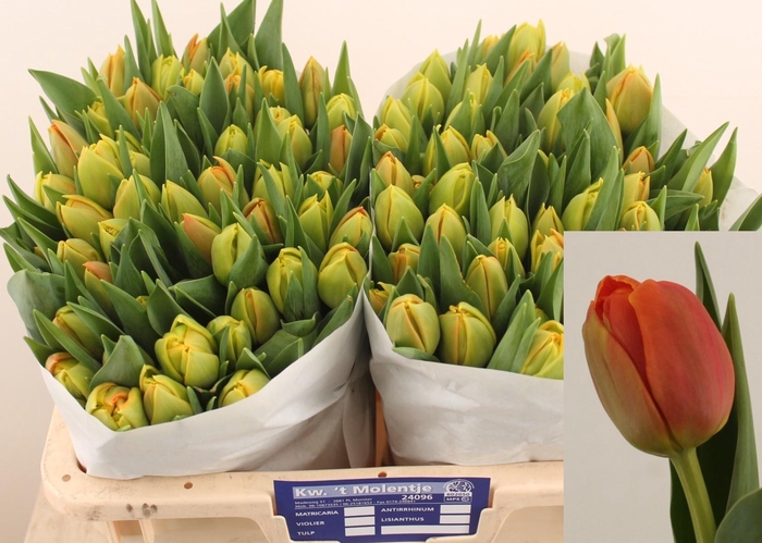 <h4>TU DU ICOON</h4>