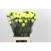Dianthus St Emma