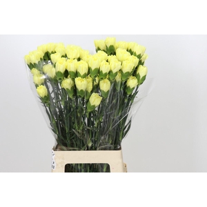 Dianthus St Emma