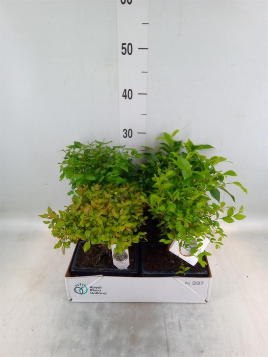 <h4>Bonsai ...mix</h4>