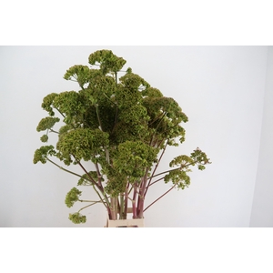FOENICULUM VULGARE 110CM XL