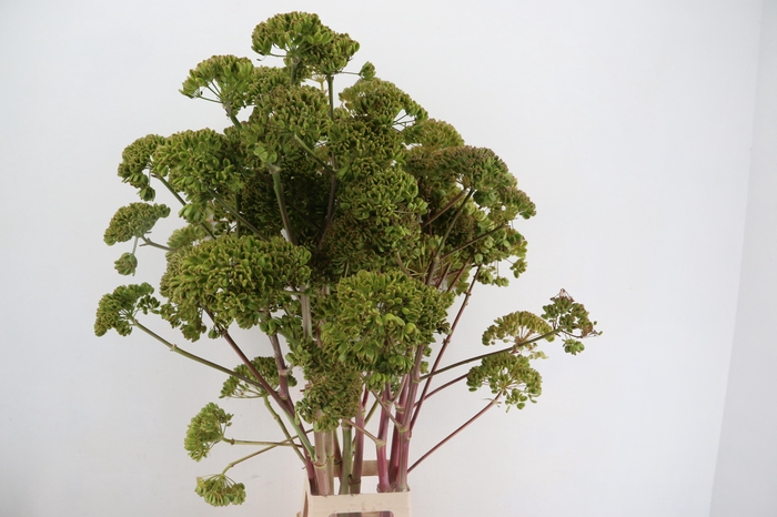<h4>FOENICULUM VULGARE 110CM XL</h4>