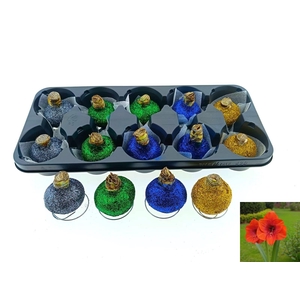 BLOEMBOL HIPPEASTRUM