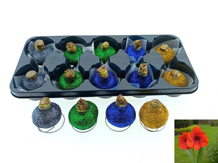 <h4>BLOEMBOL HIPPEASTRUM</h4>