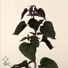 22009: Lovess arrangement