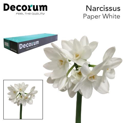 <h4>Narcissus Paperwhite Big Box 300</h4>