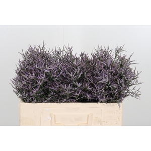 Limon Safora Lilac