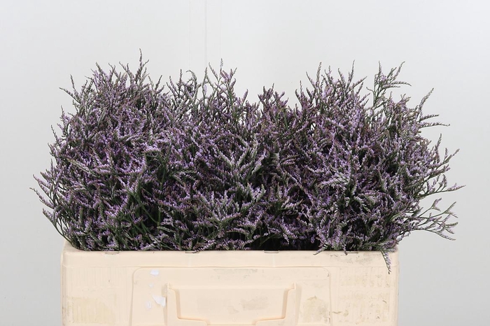 <h4>Limon Safora Lilac</h4>