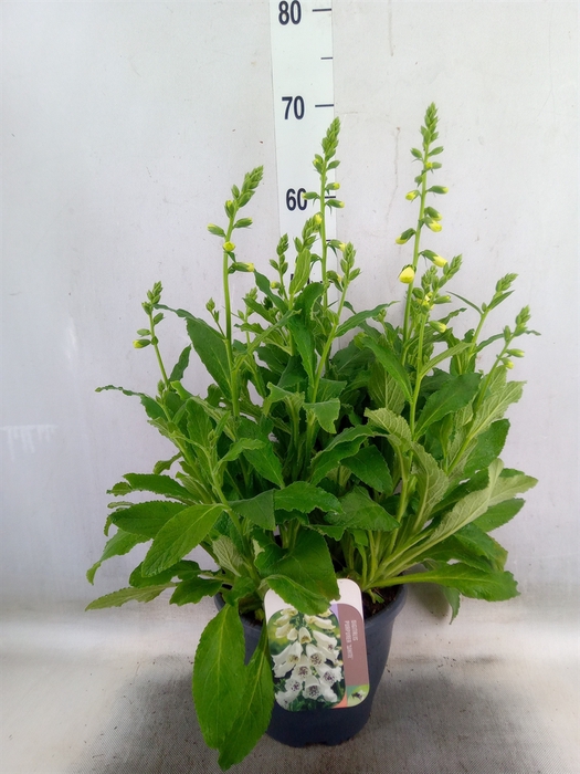 <h4>Digitalis purp.</h4>