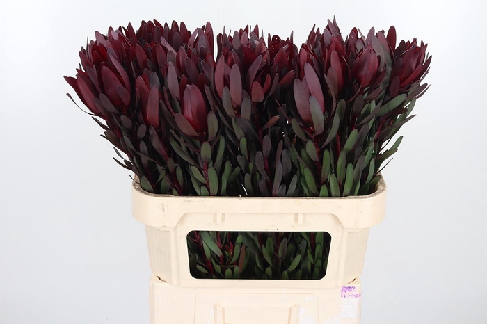 <h4>Leucadendron Safari</h4>