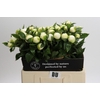 Paeonia Duchesse De Nemours
