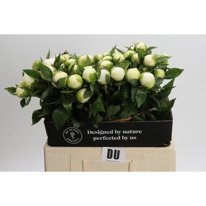 Paeonia Duchesse De Nemours