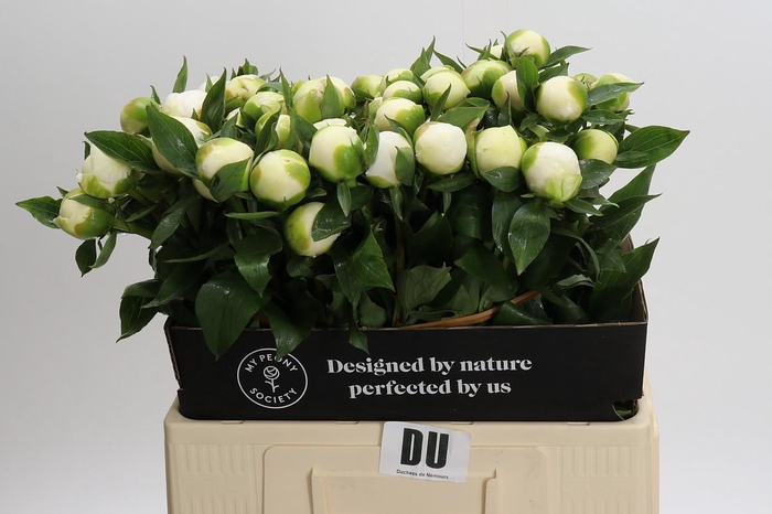 <h4>Paeonia Duchesse De Nemours</h4>