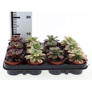 Aeonium   ...