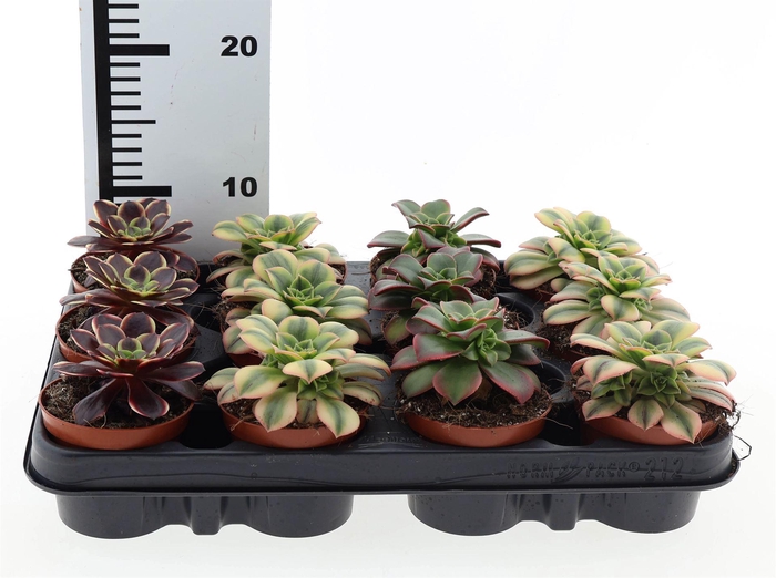<h4>Aeonium   ...</h4>