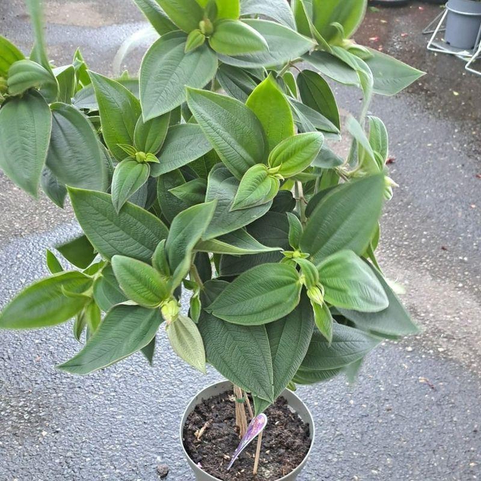 <h4>Tibouchina urvilleana</h4>