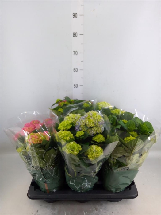<h4>Hydrangea mac.   ...mix</h4>