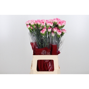 Di St Spritz Blanco Rosa