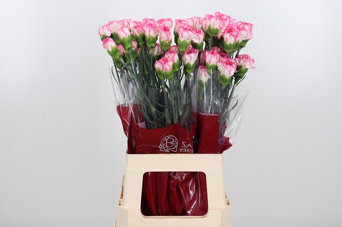 <h4>Di St Spritz Blanco Rosa</h4>