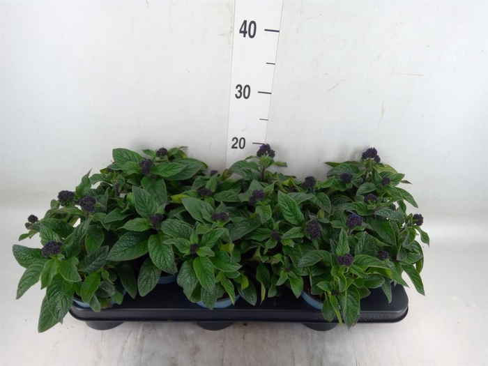 <h4>Heliotropium   ...</h4>