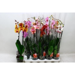 PHAL GEM 7 KL