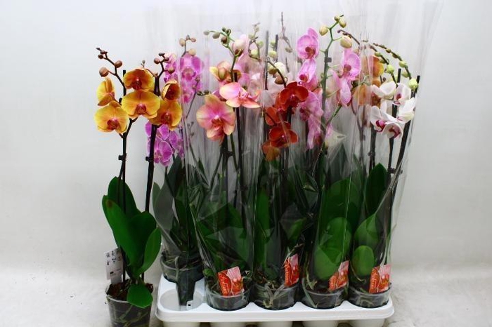 <h4>PHAL GEM 7 KL</h4>