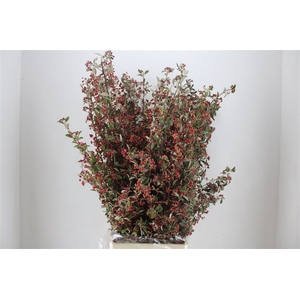 Cotoniaster Berry Sup P Bunch