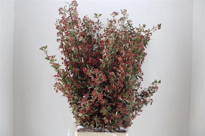 <h4>Cotoniaster Berry Sup P Bunch</h4>
