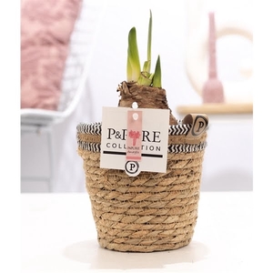 Hippeastrum pink in P&PURE Basket 6