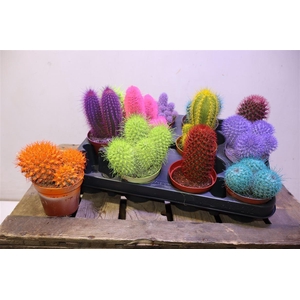 Cactus Rainbow