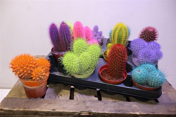 <h4>Cactus Rainbow</h4>